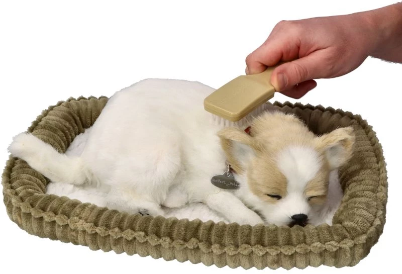Śpiący pies Chihuahua Petzzz